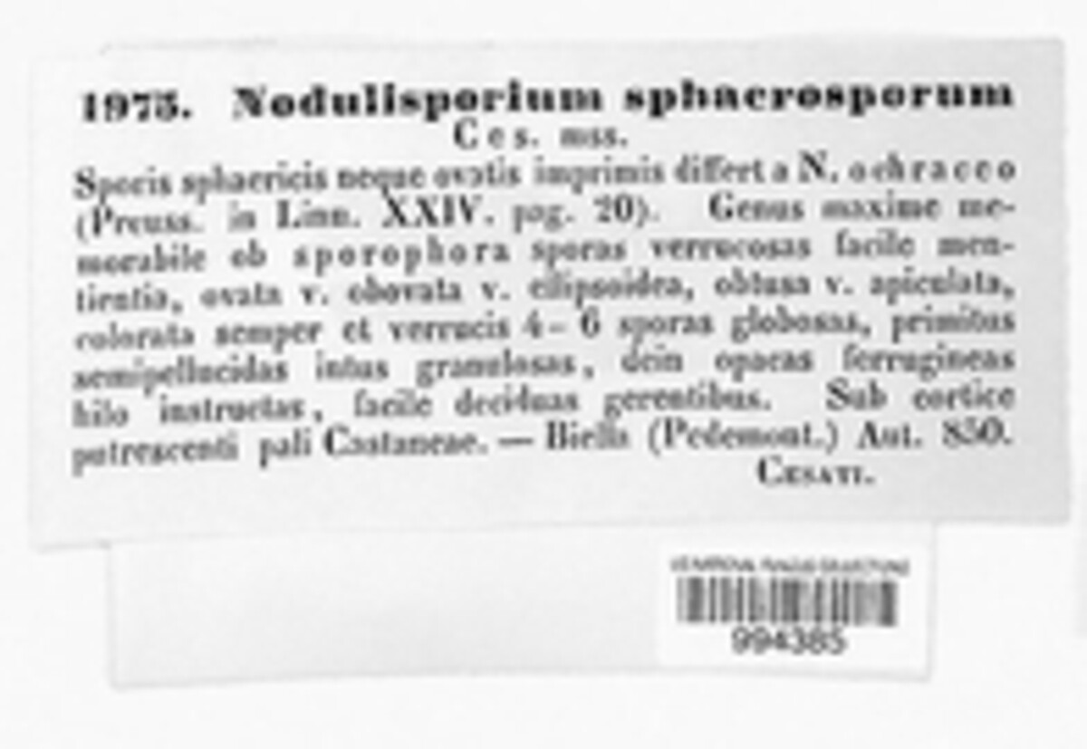Nodulisporium sphaerosporum image